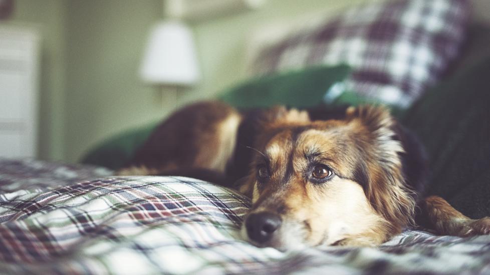 upset stomach in dogs; a dog lays down because his stomach is upset, which is a common stomach condition in dogs.